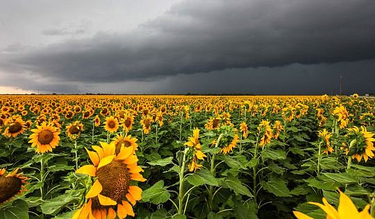 Ponte Vedra nature and wildlife photographer Craig O'Neal spent last week with storm chasers in Texas, where they encountered tornadoes, supercells and lightning storms. At right, a sunflower field was a peaceful contrast as a strong system spawning s...