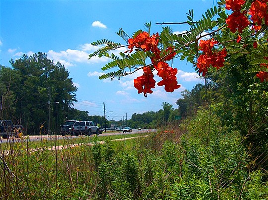 Florida A1A in Nassau County is being widened.