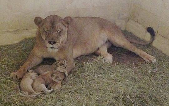 Tamu and her three lion cubs, who were born two weeks ago.