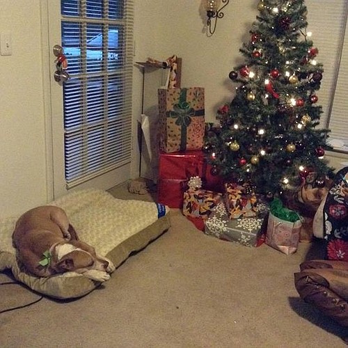 Tegan, a 9-year-old Labrador mix, is enjoying life on her new bed in her new home.