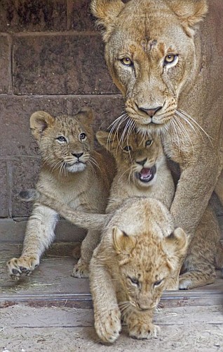 Tamu and her three African lion cubs. Photo courtesy of the Jacksonville Zoo and Gardens