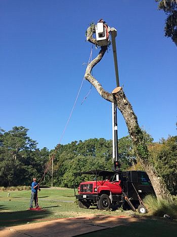 The overhanging Oak tree on the Stadium Course's 6th hole is removed. The tree that affected tee shots since TPC Sawgrass opened, succumbs to age and disease on October 30, 2014 in Ponte Vedra Beach, Florida.