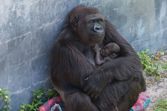 Madini holds her new baby, which was born Saturday at the Jacksonville zoo.