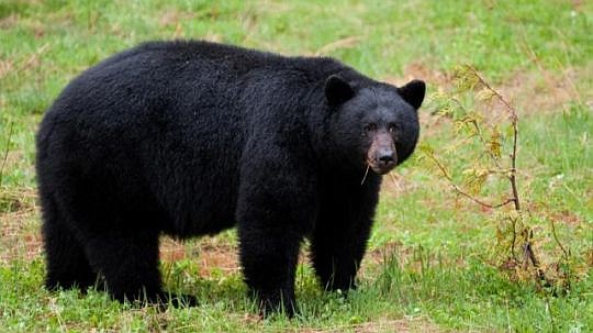 Black bear hunts in four regions of Florida are scheduled to begin Oct. 24, though the Humane Society has requested Gov. Rick Scott delay the events until it is determined how many bears are in Florida. (Photo from news4jax.com)