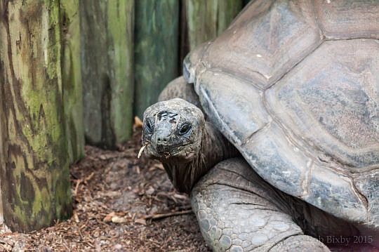 Goober, a 411-pound Aldabra tortoise, returned to the Jacksonville Zoo and Gardens after being in a Sanford zoo since 2006. (Photo by Rob Bixby)