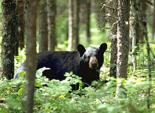 Nearly 1,800 hunters have purchased permits for the October bear hunt approved by the Florida Fish and Wildlife Conservation Commission.