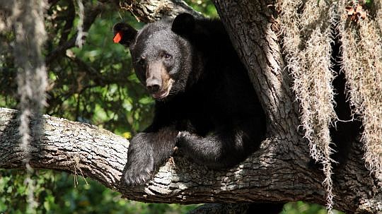 The Florida Fish and Wildlife Conservation Commission approved the quota for October's black bear hunt.
