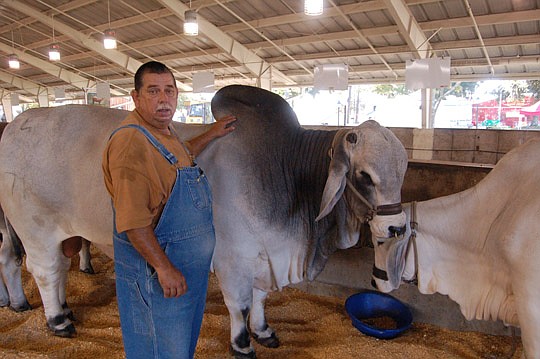 Photos by Max Marbut - Zak Edwards has been breeding and raising Brahman cattle for more than 40 years. He's showing some of his stock at the Greater Jacksonville Agricultural Fair.