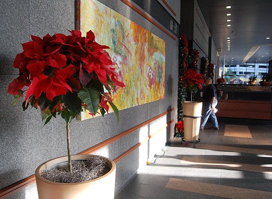 Photos by Max Marbut - The lobby is decorated with dozens of poinsettias.