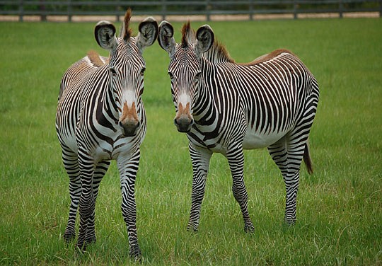 Photo by Max Marbut - A pair of Grevy's zebras, part of a herd that lives in an 11-acre corral at White Oak Plantation.