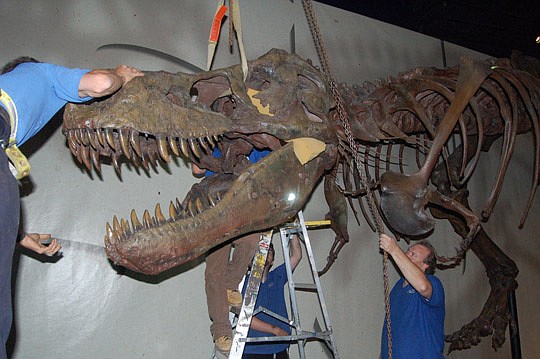 Photos by Max Marbut - Staff from the Museum of Science &amp; History and the Field Museum of Natural History in Chicago assembled "A T. rex Named Sue."