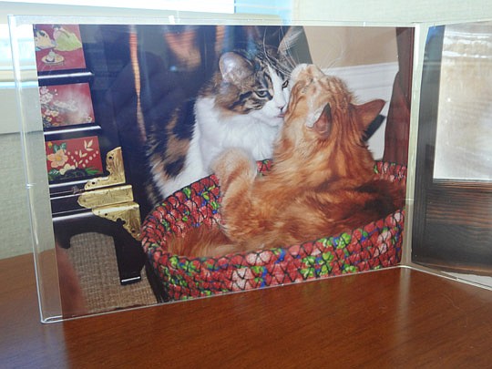 Photo by David Chapman - Lee says he is an animal person, and has a special affinity for his felines. "I'm a cat person," he says. He has three: Charmie Boy and Teedie and Sonja (not pictured). Charmie Boy is named after a nickname a very young Lee ga...