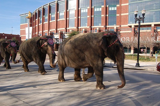 Photo by Max Marbut - The 143rd edition of the Ringling Bros. and Barnum &amp; Bailey Circus arrived Tuesday morning at Veterans Memorial Arena. The elephants and horses paraded from the circus train near Talleyrand to the venue in the Sports Complex.