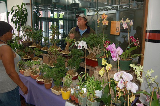 Photo by Max Marbut - Gary Trafford brings "Gary's Bonsais" each week to the Friday Market at the Landing. He and his fellow vendors have spent the winter indoors, but they are scheduled to take the market outdoors along Independent Drive this week.