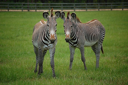 File photo by Max Marbut - A pair of Grevy's zebras, part of a herd in June 2011 living in an 11-acre corral at White Oak Plantation.