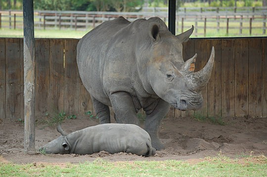 Photo by Max Marbut - The adult and baby rhinoceroses are among the wildlife in the White Oak conservation program.