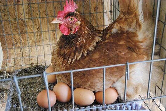 Advocates hope to change City Zoning Code to allow hens on most Duval County properties.