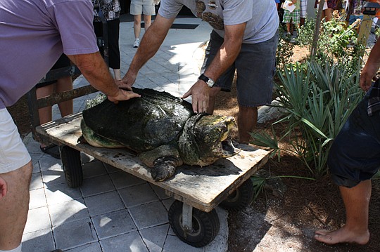 Tonca, the Museum of Science &amp; History's resident alligator snapping turtle, will have his annual