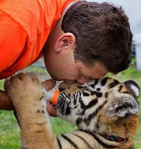 Curt LoGiudice bottle feeds Colby, a cub at the Catty Shack Ranch Wildlife Sanctuary. LoGiudice has been executive director of the Jacksonville facility since 1985. The sanctuary is the permanent home of about 50 animals, mostly big cats. Visit cattys...