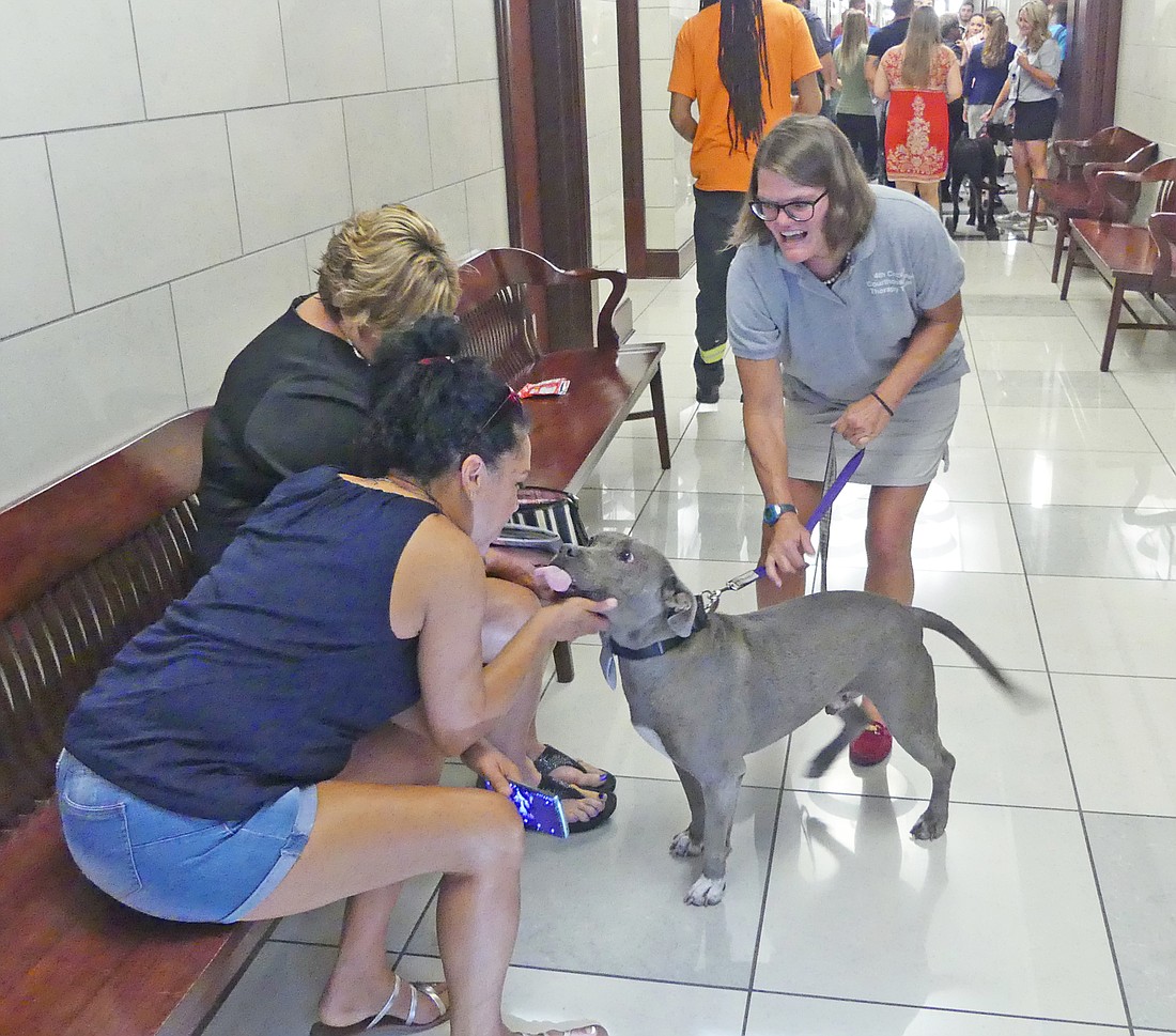 Elizabeth Wallace and her rescued American pit bull terrier, Mr. Vito, volunteer at the Duval County Courthouse to help take peoplesâ€™ minds off why they are in the building.