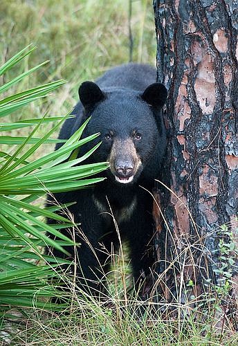 State officials say there are 4,350 adult black bears in Florida.