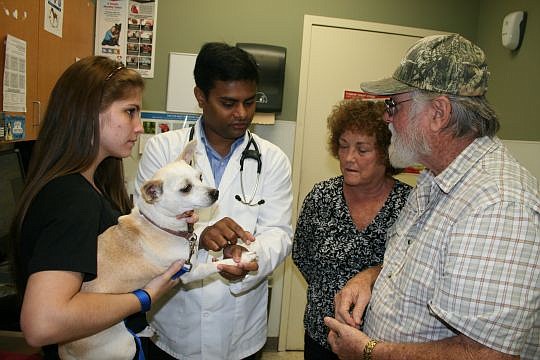 Dr. Ravi Putluru, second from left, talk with Yvonne and Johnny Higginbotham about Trixie, their 4-year-old chihuahua-terrier mix. Trixie was being treated at First Coast No More Homeless Pets after breaking a molar, apparently by chewing on a rock. A...