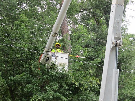 JEA works to ensure that trees and power lines can co-exist.