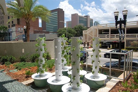 The First Coast YMCA has established an urban garden at its administrative offices in the Jessie Ball duPont Center Downtown along Forsyth Street.