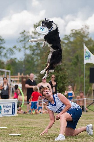 Riley gets plenty of air as he spins and flips to catch a flying disc thrown by his trainer Jodi Frederick during a show by Disc-Connected K9s at the grand opening of the Kayak Club at Shearwater in St. Johns County. The Jacksonville group rescues dog...