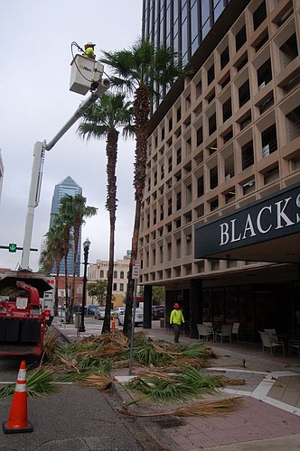 It was just scheduled maintenance - not part of the city's emergency preparations for Hurricane Matthew - but a crew from Lewis Tree Service Inc. was busy Downtown on Wednesday morning. They were removing dead limbs from palm trees along East Bay Stre...