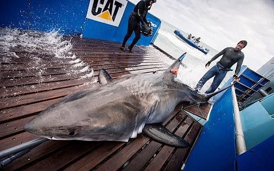 Chris Fischer's Ocearch was in Jacksonville four years ago when it tagged Lydia, a great white shark. Ocearch and Jacksonville University announced a multiyear partnership this morning.