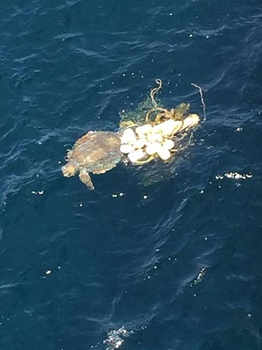 A sea turtle ensnared by fishing nets was cut free by the crew of the USNS Invincible on March 29.