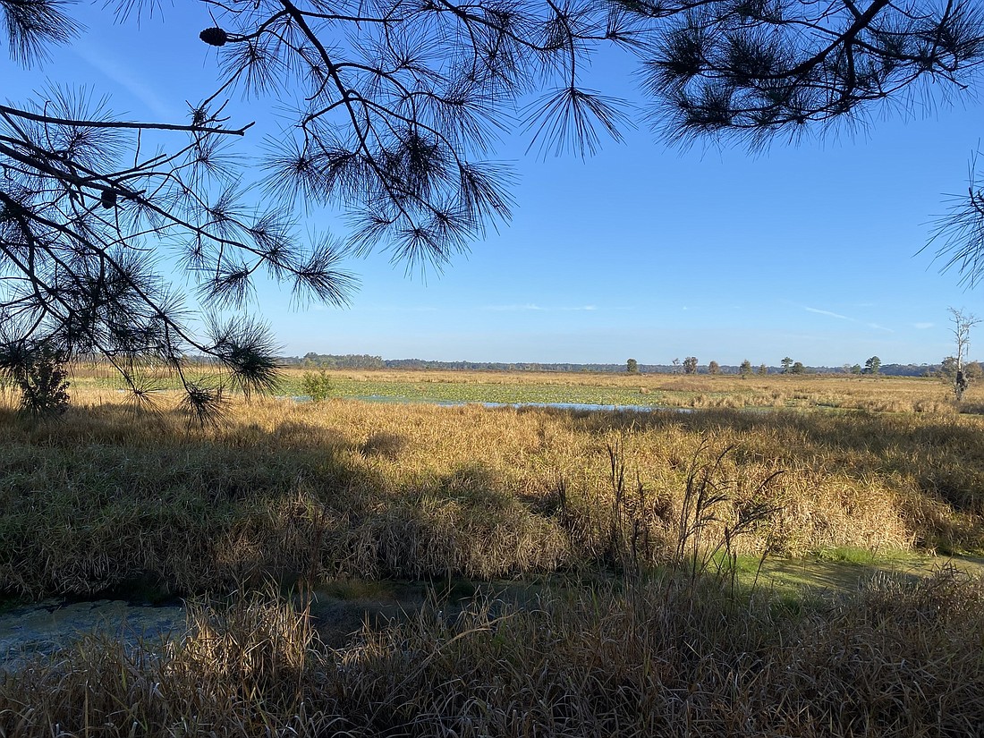 The 428 acres includes scrub, sandhill, forested wetlands and ephemeral ponds.