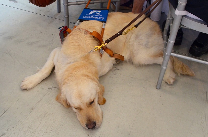 Sammy, a Southeastern Guide Dog, takes a nap at the 15th annual Sarasota Womenâ€™s Cancer Awareness Luncheon â€˜Cure on the Runway.â€™