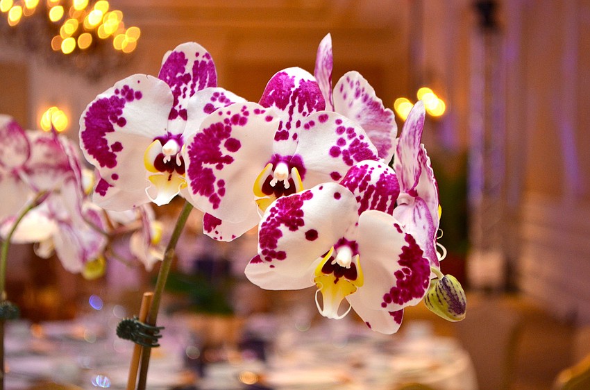 The beautiful orchid centerpieces at SPARCCLE on the Runway