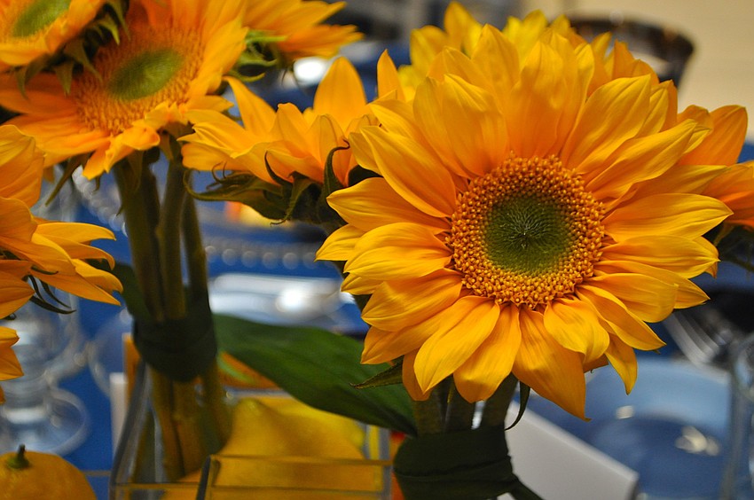 The sunflower centerpieces at Sarasota Orchestraâ€™s Visiting Artists Dinner Series Thursdsay, March 6, at PNC