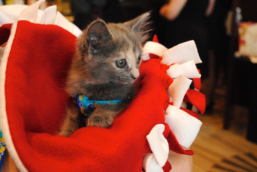 A six-week-old kitten named Olivia Newton John at Caturday Night Fever.