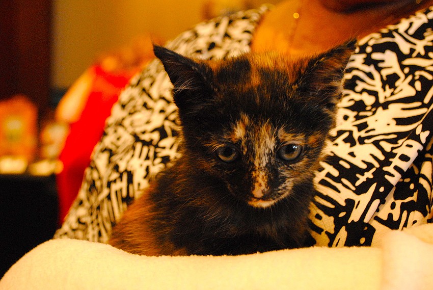 A seven-week-old kitten named Donna Summer at Caturday Night Fever.