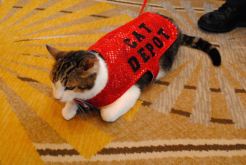 One of the cats rescued from the Napier Animal Sanctuary.