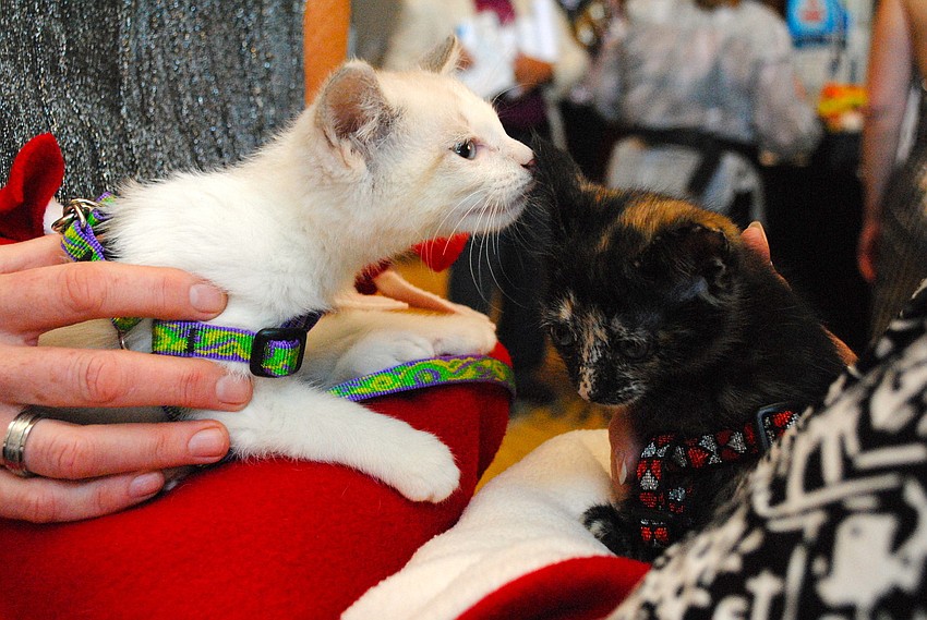 Kittens at Caturday Night Fever