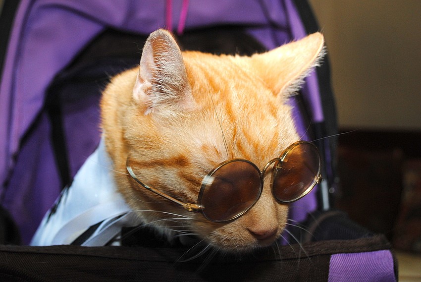 Mighty Louâ€™s costume for Caturday Night Fever included these great sunglasses.