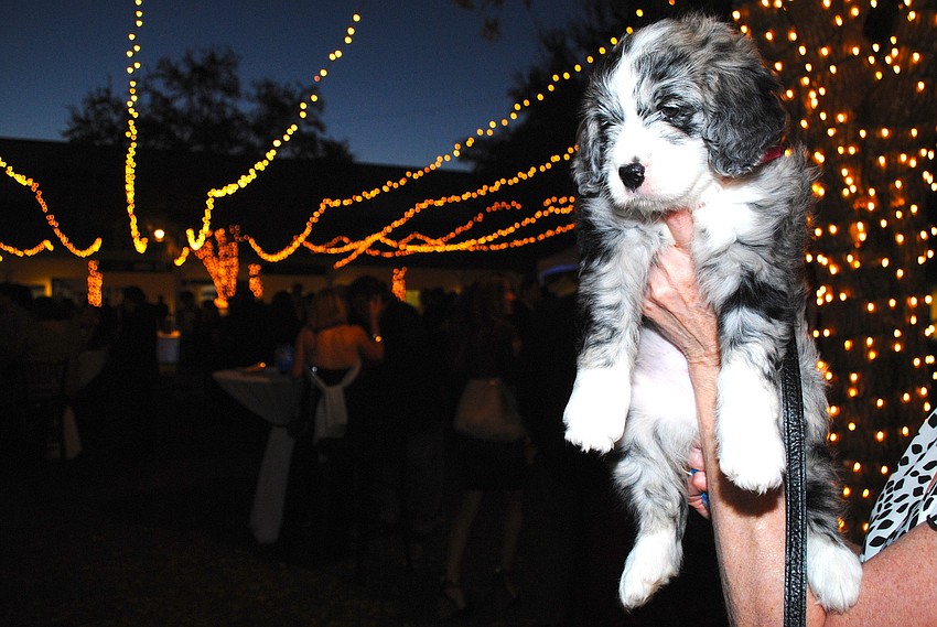 Sabrina, the Saint Berdoodle offered in the live auction at Banyan Bash