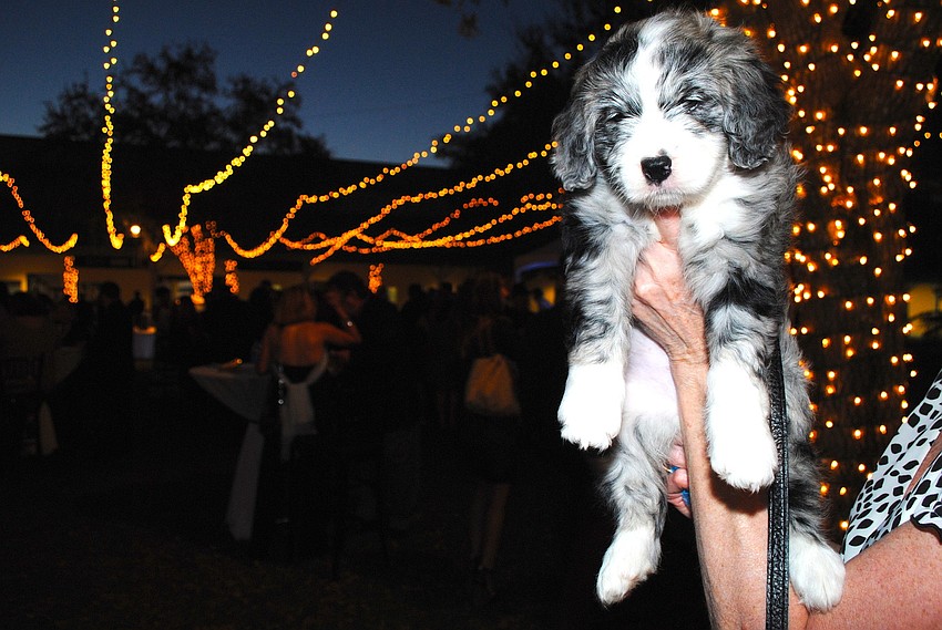 Sabrina, the Saint Berdoodle offered in the live auction at Banyan Bash