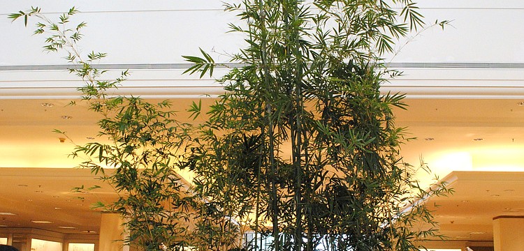 Bamboo was brought into Saks Fifth Avenue Sarasota for the John Hardy Spring 2014 Collection Presentation.