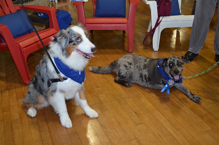Libby, the Australian Shepard with Puppet.
