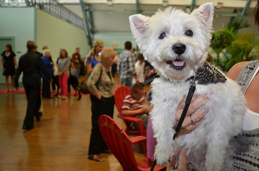 Madison, the West Highland White Terrier, borrows her momâ€™s collar necklace for Top Dog.