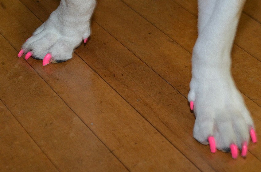 Maggie, the English Bulldog, dressed up as Honey Boo Boo for Donteâ€™e Den Top Dog, pink toenails and all.