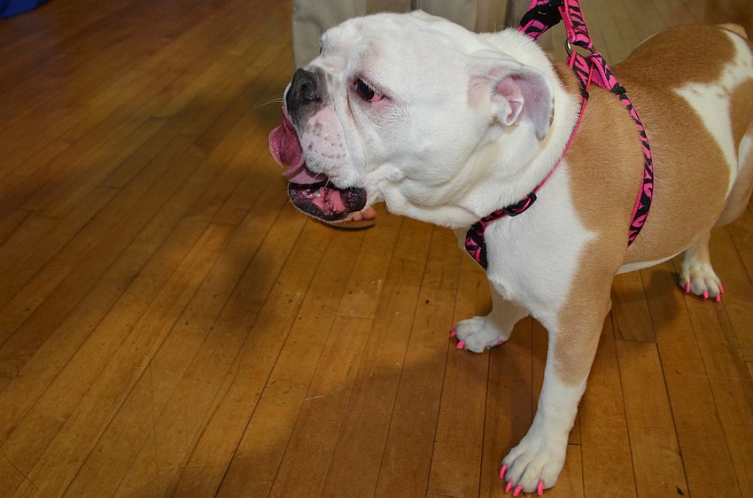 Maggie, the English Bulldog