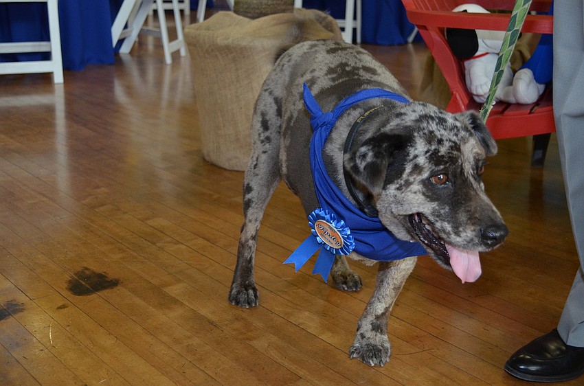 Puppet is a three-legged rescue dog from Donteâ€™s Den.