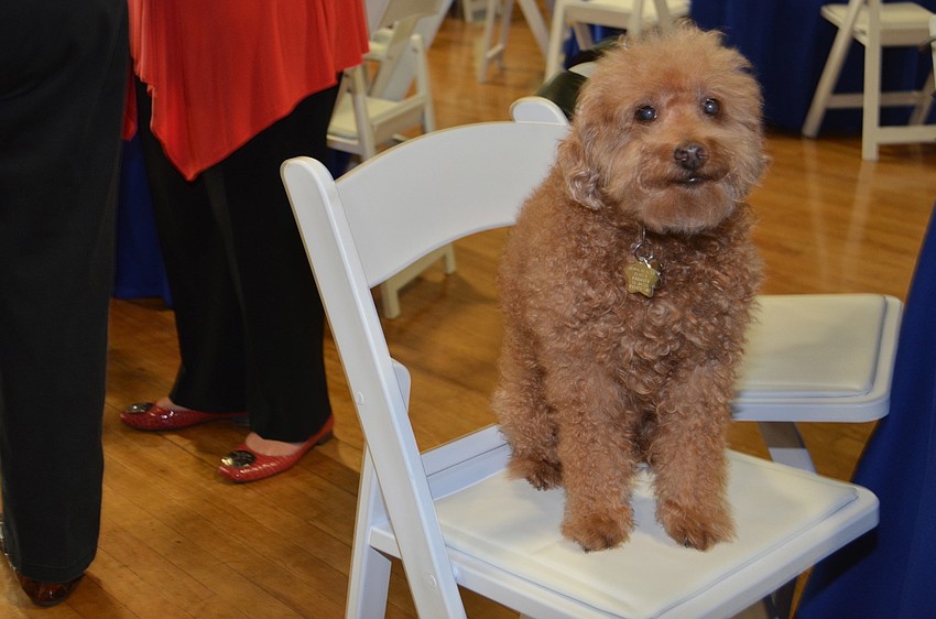 Sampson, the Rastafarian poodle